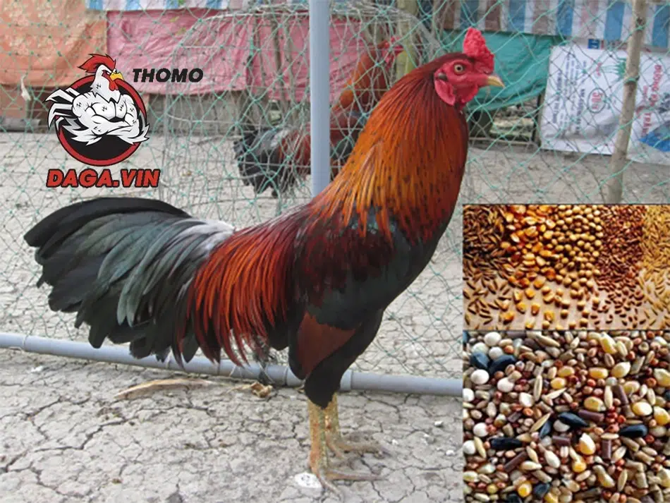các Chế độ dinh dưỡng đầy đủ, cân bằng