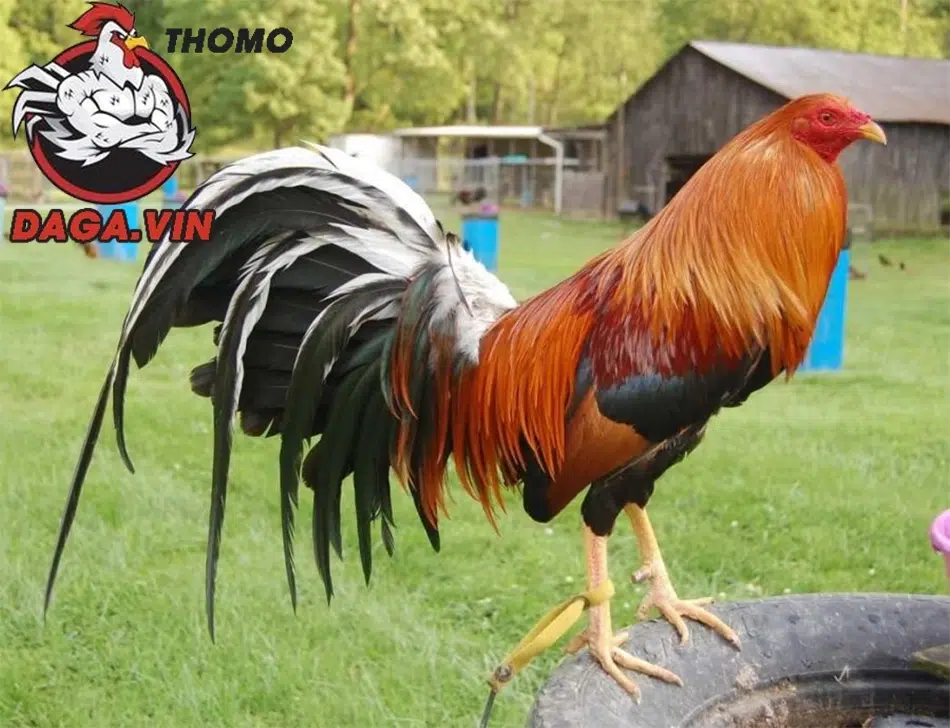 cách Lựa chọn giống gà tốt là nền tảng vững chắc