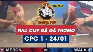 Full Video phát lại Trực tiếp đá gà Thomo ngày 24/1/2024