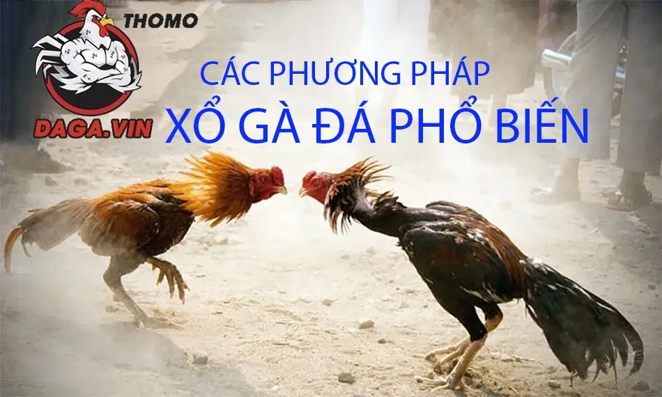 Các phương pháp xổ gà đá phổ biến