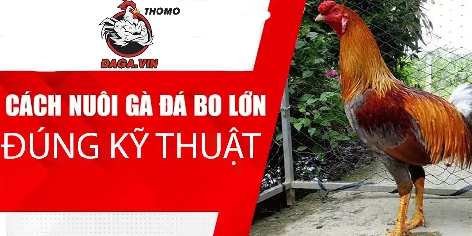 Quy trình nuôi gà đá hiệu quả: chọn giống, ấp, dinh dưỡng, huấn luyện
