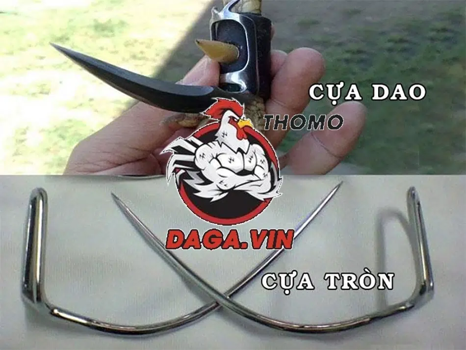 nhiều loại cựa gà đá phổ biến hiện nay