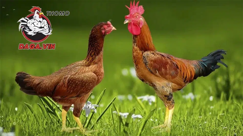 Các phương pháp đổ gà đá phổ biến