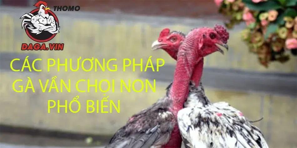 Các phương pháp vần gà chọi non phổ biến