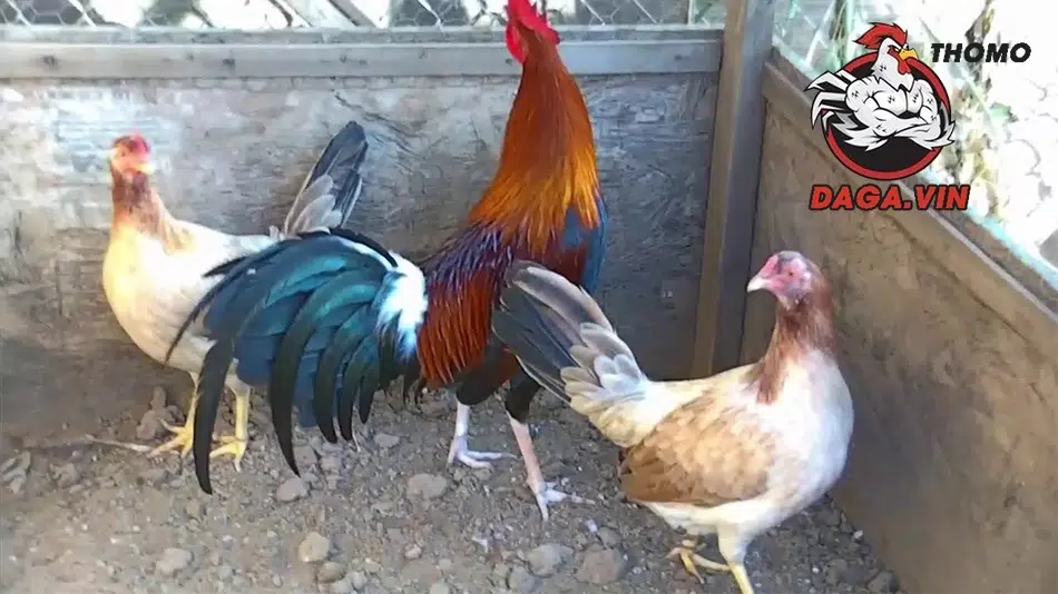 Các yếu tố cần lưu ý khi đổ gà đá