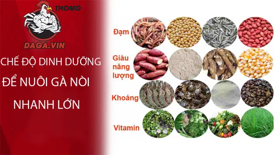 Nuôi gà nòi lớn nhanh phụ thuộc vào chế độ dinh dưỡng