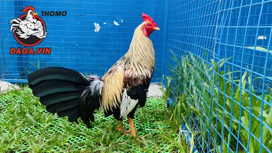 Hướng dẫn cách chọn con giống gà nòi tốt