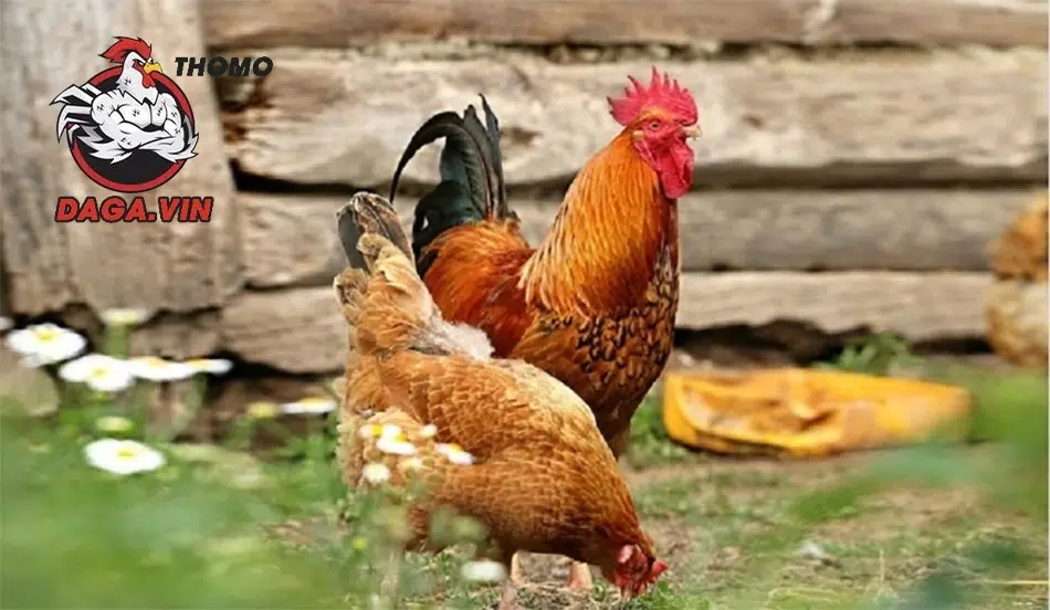 Lai tạo gà đá nâng cao phẩm chất chiến đấu qua di truyền và phân tích.