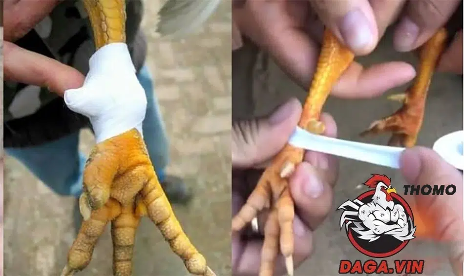 Quy trình lên cựa gà đá đúng chuẩn 