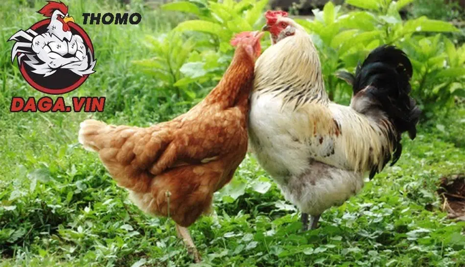  Kinh nghiệm và bí quyết đổ gà đá của các sư kê