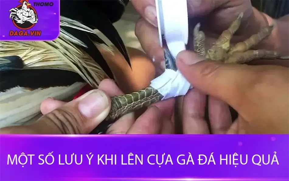 Một số lưu ý khi lên cựa gà đá hiệu quả