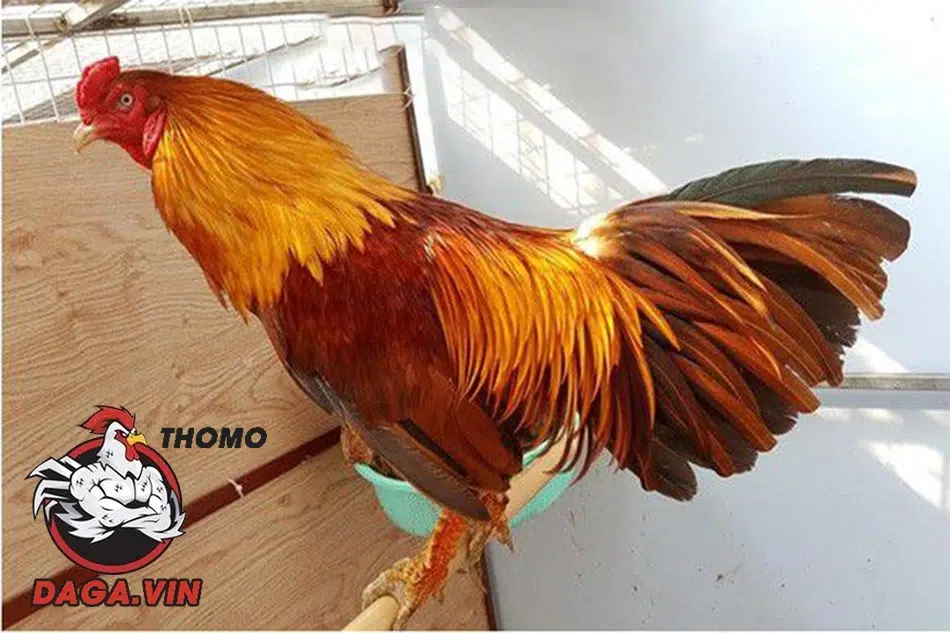 Gà tới Pin thì sẽ như thế nào?