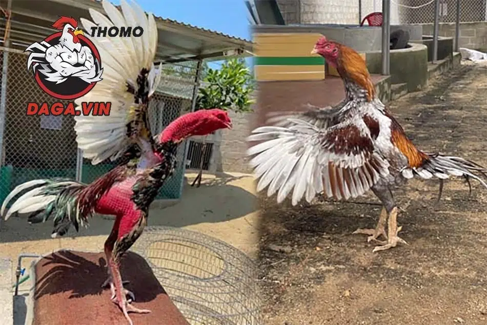 Tập luyện thường xuyên để gà khỏe