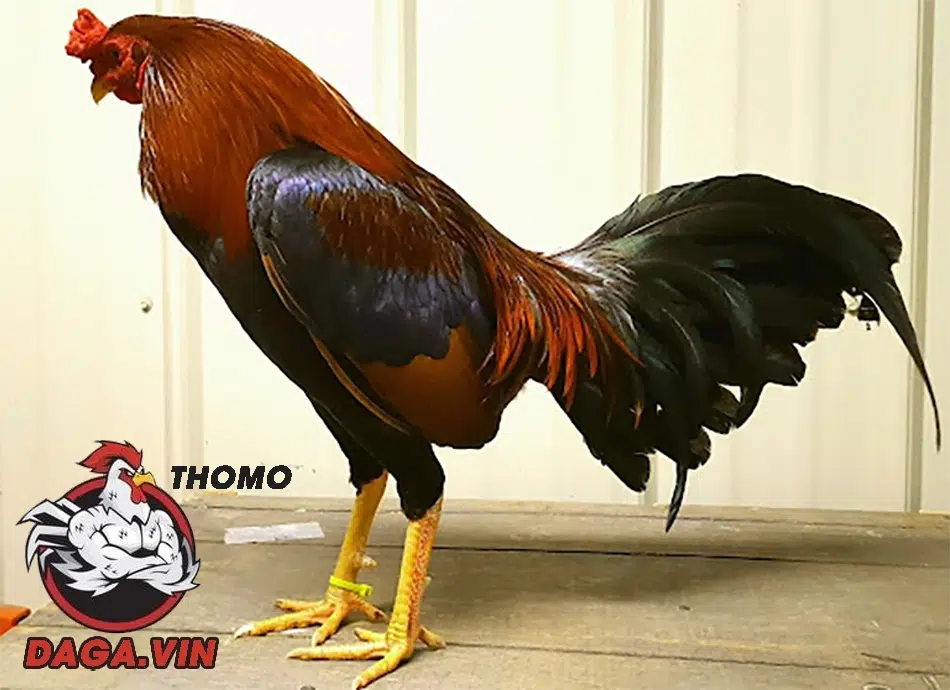 Top+ các giống gà chọi hay nhất được quan tâm nhất