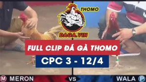 Full Video phát lại Trực tiếp đá gà Thomo ngày 12/4/2024