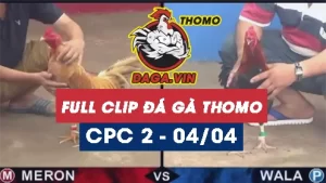 Full Video phát lại Trực tiếp đá gà Thomo ngày 4/4/2024