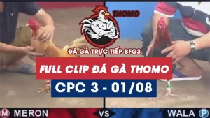 Full Video phát lại Trực tiếp đá gà Thomo C3 ngày 01/08/2024