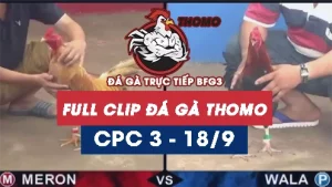 Full Video phát lại Trực tiếp đá gà Thomo C3 ngày 18/09/2024
