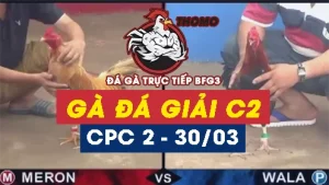 Full Video Đá Giải Bồ Gà C2 ngày 30/03/2025