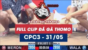 Video đá gà trực tiếp thomo CPC3 ngày 31052026