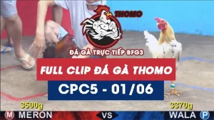 Video đá gà trực tiếp thomo CPC5 ngày 01062026