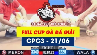 [Gà Đá Giải] Video đá gà trực tiếp thomo CPC3 ngày 21062026