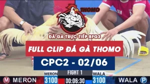 Video đá gà trực tiếp thomo CPC2 ngày 02062026