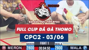 Video đá gà trực tiếp thomo CPC2 ngày 03062026