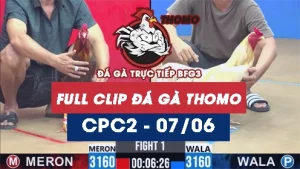 Video đá gà trực tiếp thomo CPC2 ngày 07062026