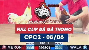 Video đá gà trực tiếp thomo CPC2 ngày 08062026