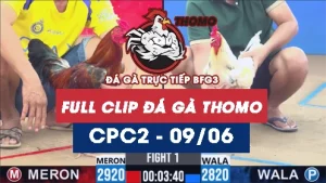 Video đá gà trực tiếp thomo CPC2 ngày 09062026