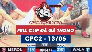 Video đá gà trực tiếp thomo CPC2 ngày 13062026