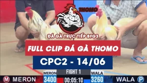 Video đá gà trực tiếp thomo CPC2 ngày 14062026