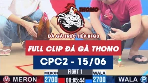 Video đá gà trực tiếp thomo CPC2 ngày 15062026