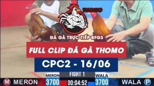Video đá gà trực tiếp thomo CPC2 ngày 16062026
