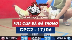Video đá gà trực tiếp thomo CPC2 ngày 17062026