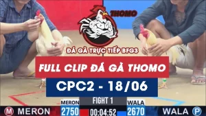 Video đá gà trực tiếp thomo CPC2 ngày 18062026