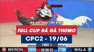 Video đá gà trực tiếp thomo CPC2 ngày 19062026