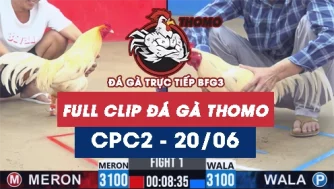 Video đá gà trực tiếp thomo CPC2 ngày 20062026