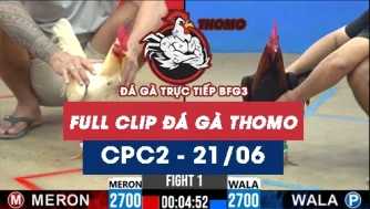 Video đá gà trực tiếp thomo CPC2 ngày 21062026