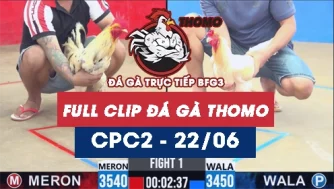 Video đá gà trực tiếp thomo CPC2 ngày 22062026