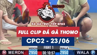 Video đá gà trực tiếp thomo CPC2 ngày 23062026