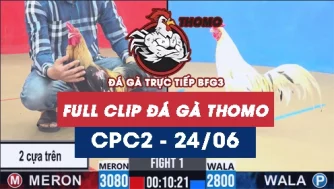 Video đá gà trực tiếp thomo CPC2 ngày 24062026