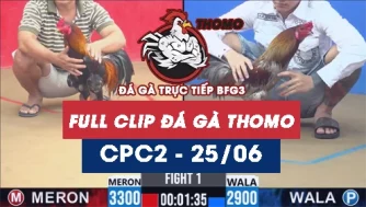 Video đá gà trực tiếp thomo CPC2 ngày 25062026