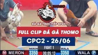 Video đá gà trực tiếp thomo CPC2 ngày 26062026
