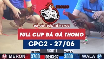 Video đá gà trực tiếp thomo CPC2 ngày 27062026