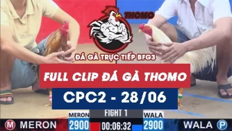Video đá gà trực tiếp thomo CPC2 ngày 28062026