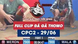 Video đá gà trực tiếp thomo CPC2 ngày 29062026