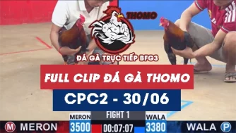 Video đá gà trực tiếp thomo CPC2 ngày 30062026