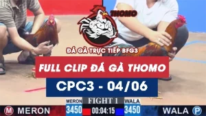 Video đá gà trực tiếp thomo CPC3 ngày 04062026